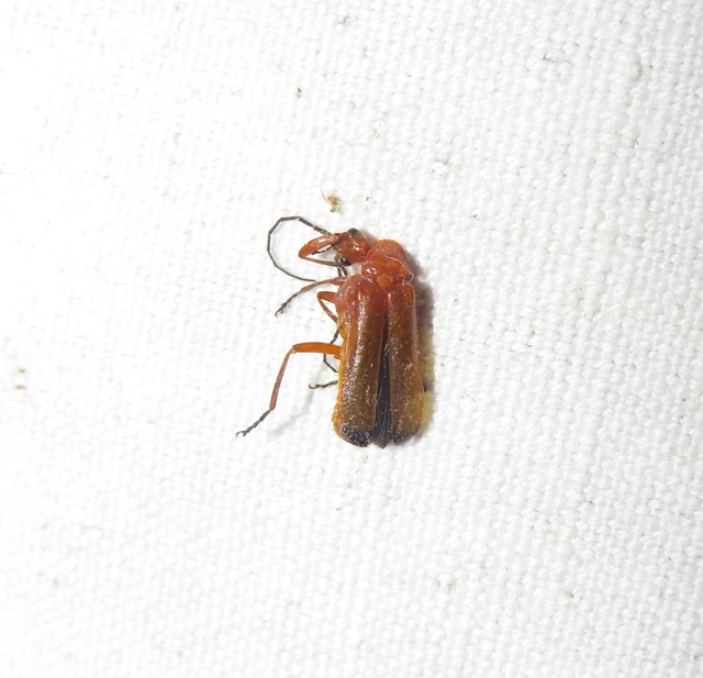Rhagonycha fulva - feketevégű lágybogár