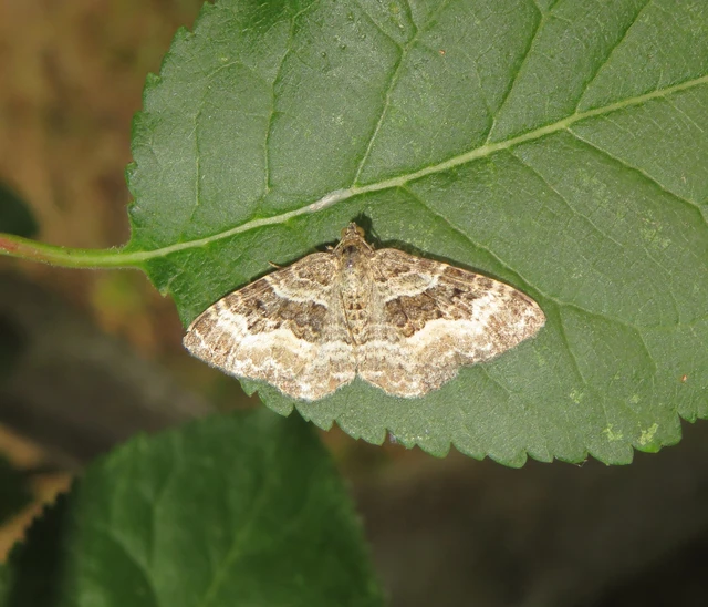 Epirrhoe alternata - galaj-tarkaaraszoló
