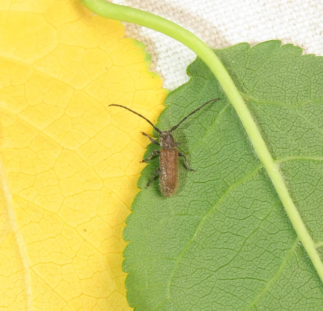 szedercincér - Anaesthetis testacea