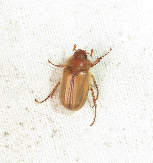 Amphimallon burmeisteri