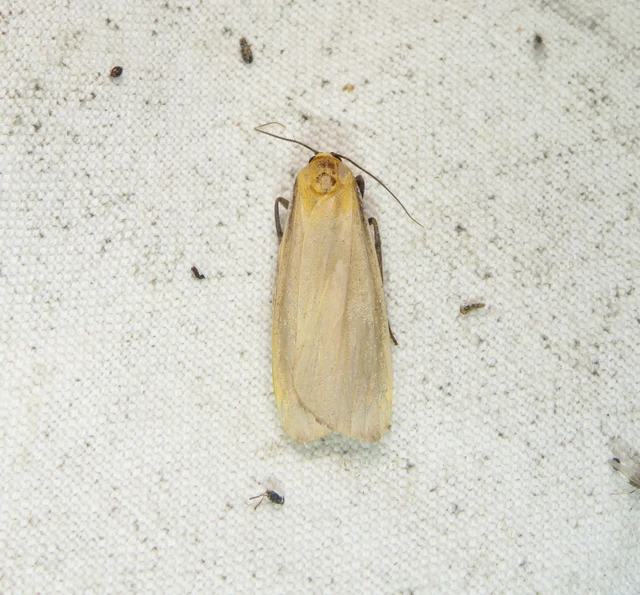 Lithosia quadra - négypettyes zuzmószövő
