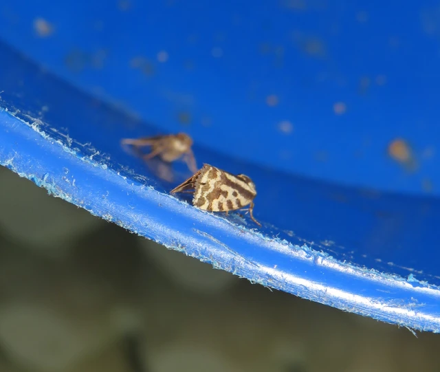 Emmelia trabealis - zebrabagoly
