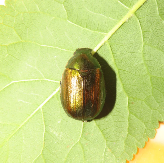Anomala vitis - nagy fináncbogár