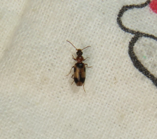 déli nyakszarvúbogár - Notoxus appendicinus