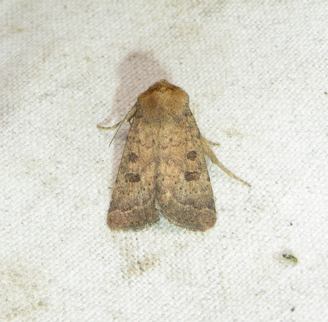 Hoplodrina octogenaria - barna selymesbagoly