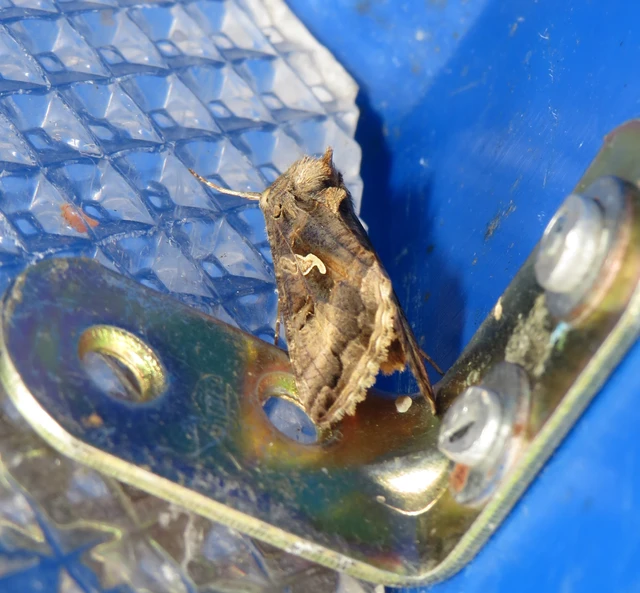 Autographa gamma - gammalepke
