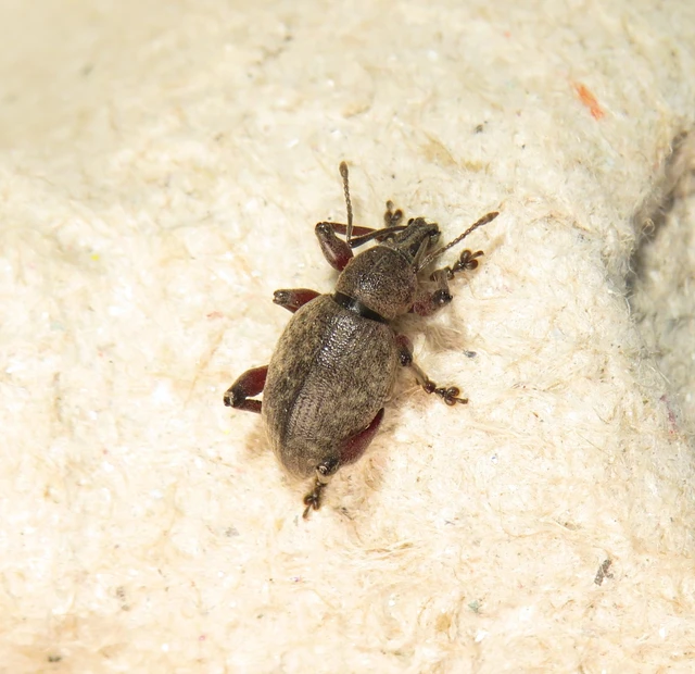 Dodecastichus mastix - lécesorrú gyalogormányos