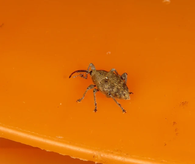 Curculio glandium - tölgymakkzsuzsóka
