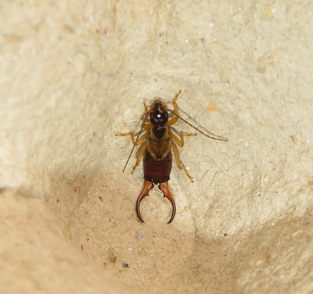Forficula auricularia - közönséges fülbemászó