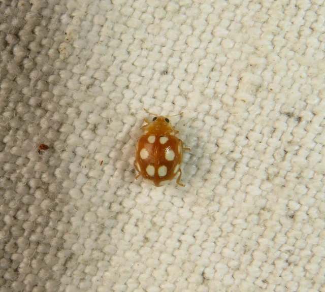 tizenkétcseppes füsskata - Vibidia duodecimguttata