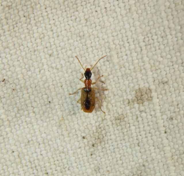 buzogányfoltos nádfutó - Demetrias atricapillus