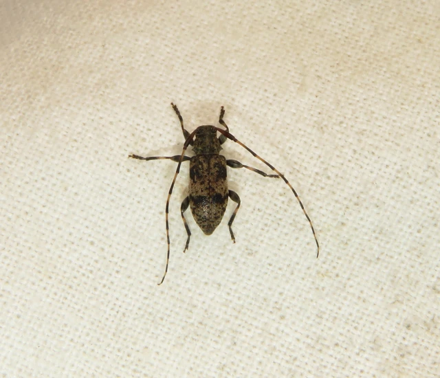 Leiopus nebulosus - öves gesztcincér