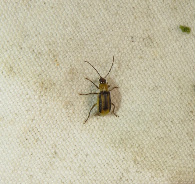 Diabrotica virgifera - amerikai kukoricabogár