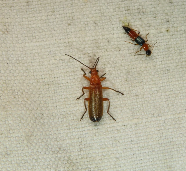 Rhagonycha fulva - feketevégű lágybogár