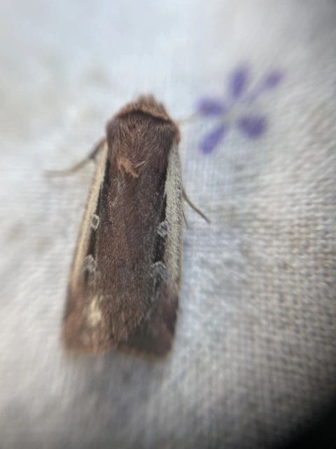 Ochropleura plecta - fehérszegélyű fűbagoly