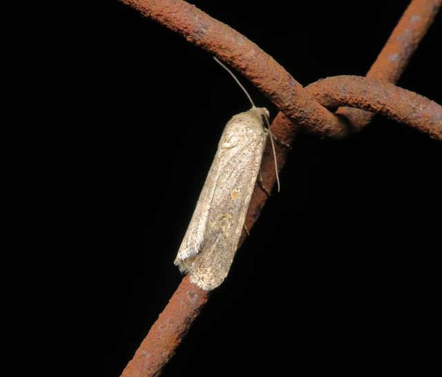 Spodoptera exigua - apró jegyesbagoly