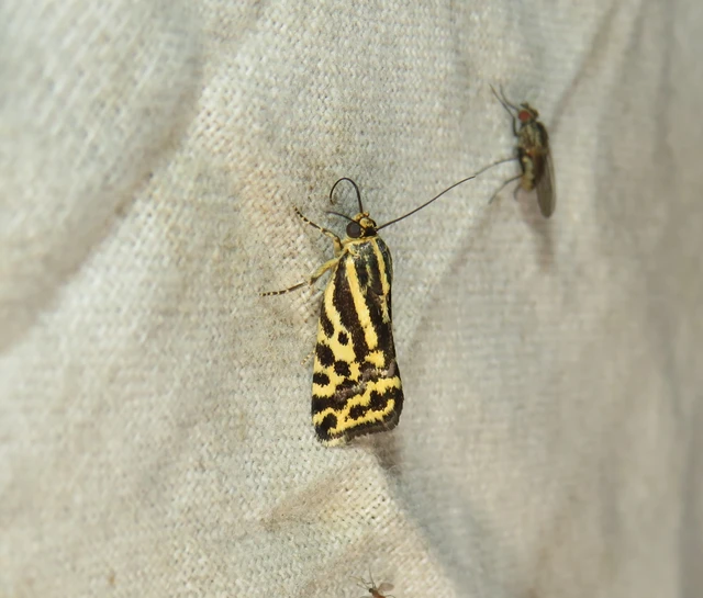 Emmelia trabealis - zebrabagoly
