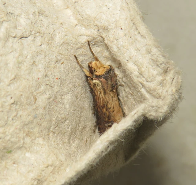 Axylia putris - vonalkás földibagoly