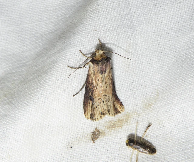 Axylia putris - vonalkás földibagoly