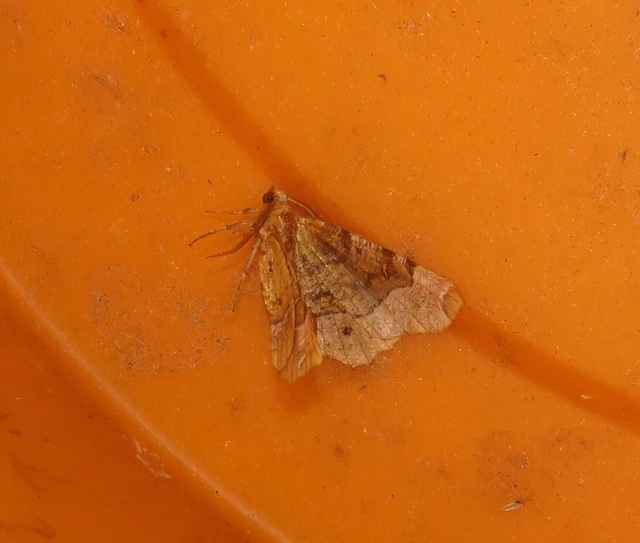 Selenia tetralunaria - négyfoltos holdasaraszoló