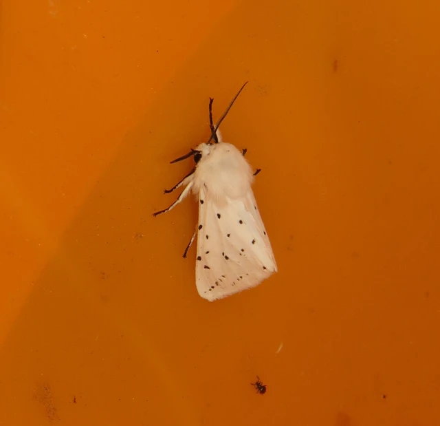 tejszínű medvelepke - Spilosoma lubricipedum