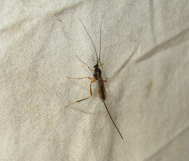 Hymenoptera - Hártyásszárnyúak