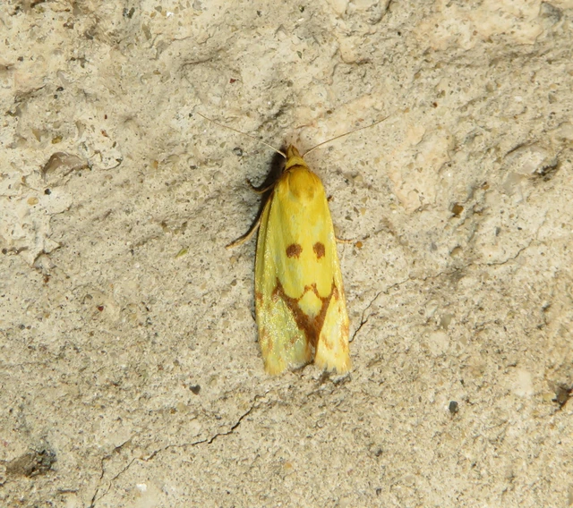 közönséges sárgamoly - Agapeta hamana