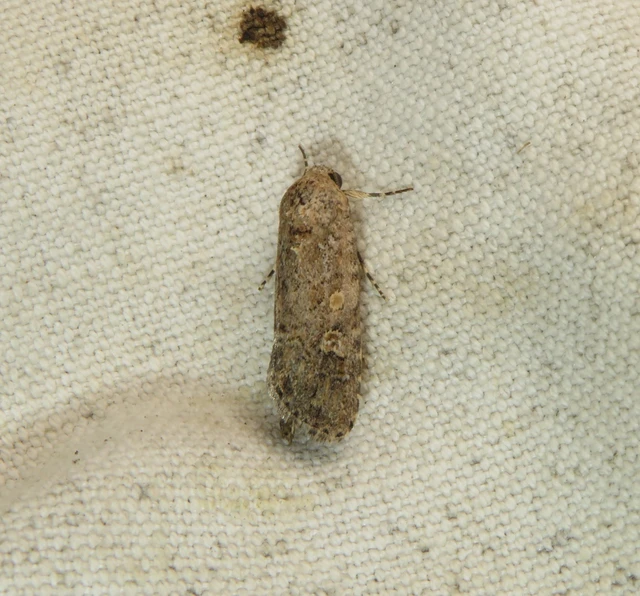 Spodoptera exigua - apró jegyesbagoly