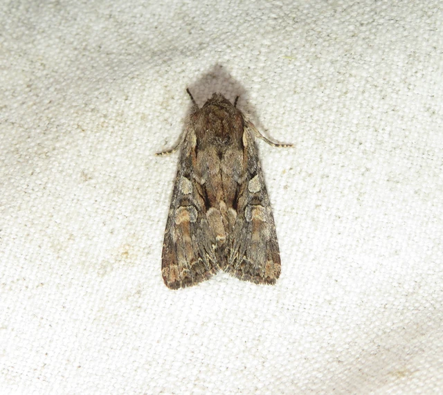 Lacanobia thalassina - borbolya-kertibagoly