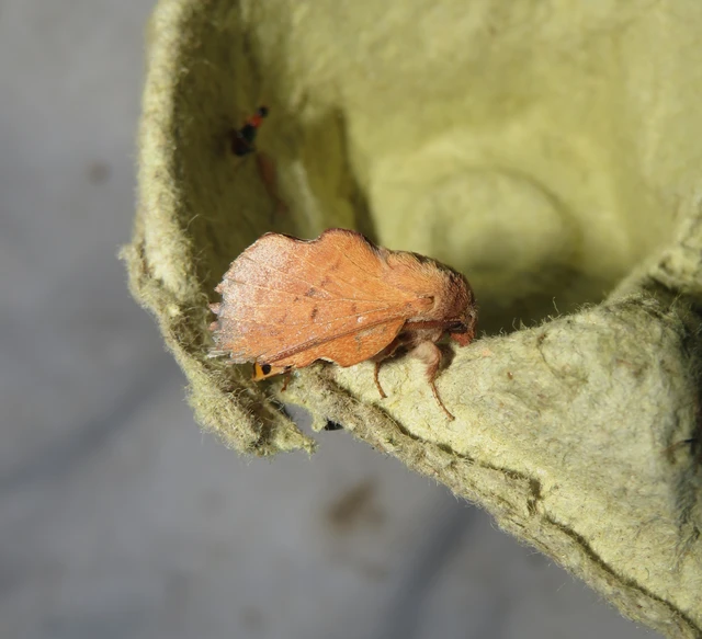 nyárlevélpohók - Phyllodesma tremulifolia