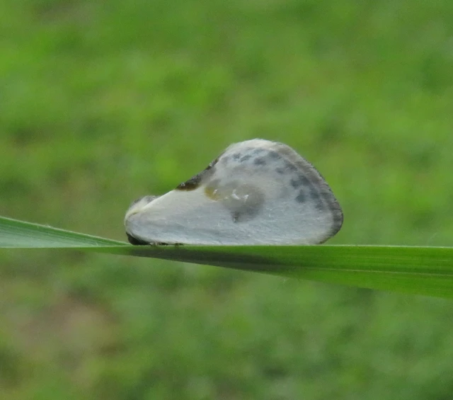 Cilix glaucata - törpe sarlósszövő