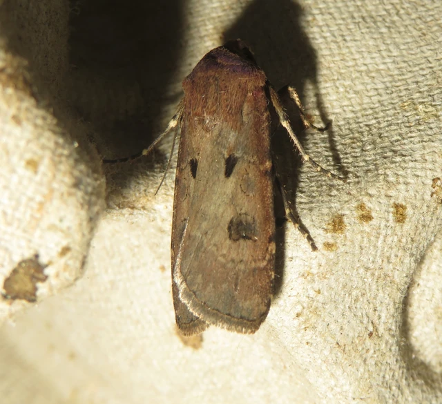 felkiáltójeles földibagoly - Agrotis exclamationis