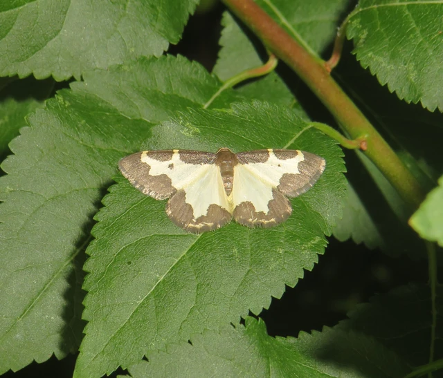 szegélyes nyárfaaraszoló - Lomaspilis marginata