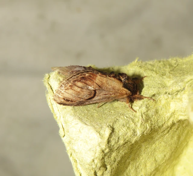 zegzugos púposszövő - Notodonta ziczac