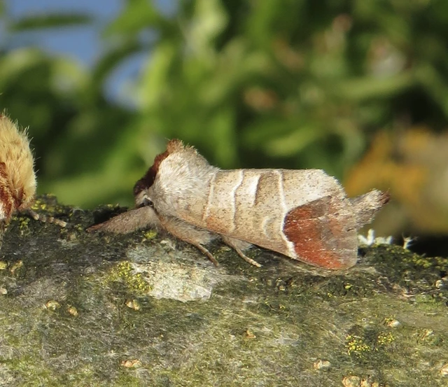Clostera curtula - rövidszárnyú levélszövő