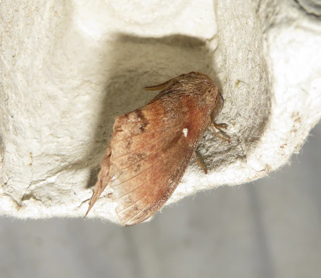 Dendrolimus pini - fenyőpohók