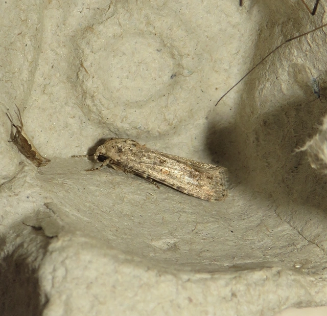 Spodoptera exigua - apró jegyesbagoly