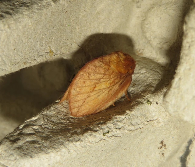 Euthrix potatoria - szomjas pohók