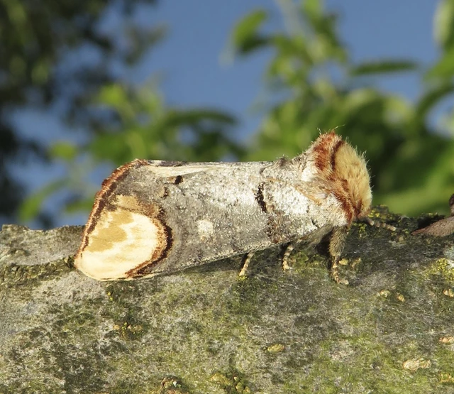 Phalera bucephala - sárgafoltos púposszövő
