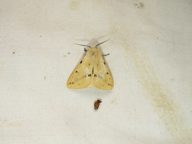 Spilarctia lutea - sárgás medvelepke