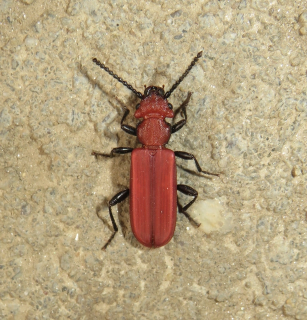 skarlátbogár - Cucujus cinnaberinus