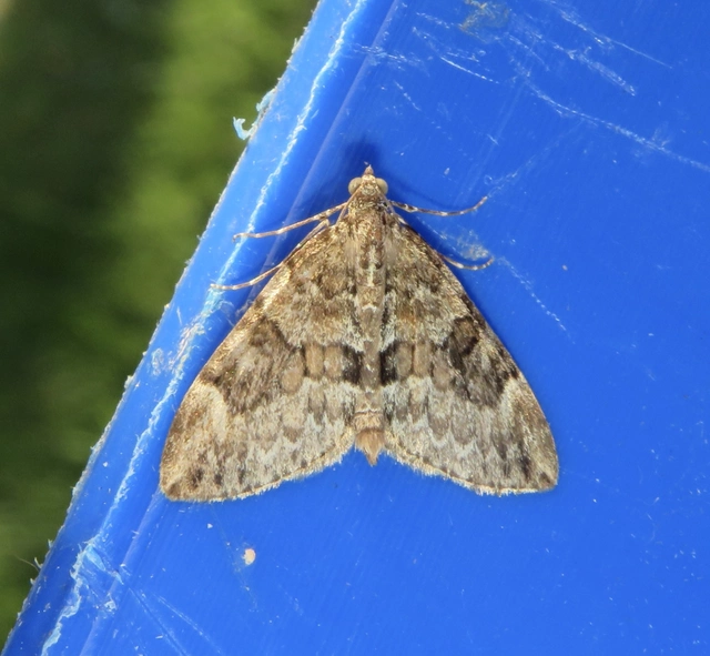 Thera variata/britannica