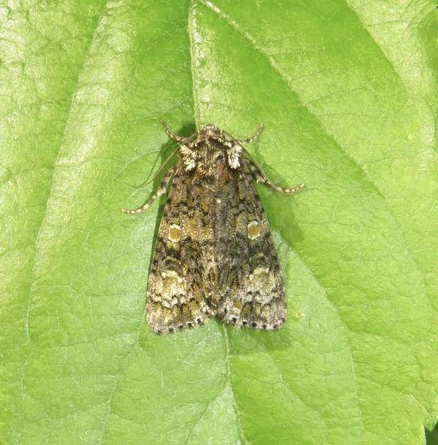 Craniophora ligustri - fagyalbagoly