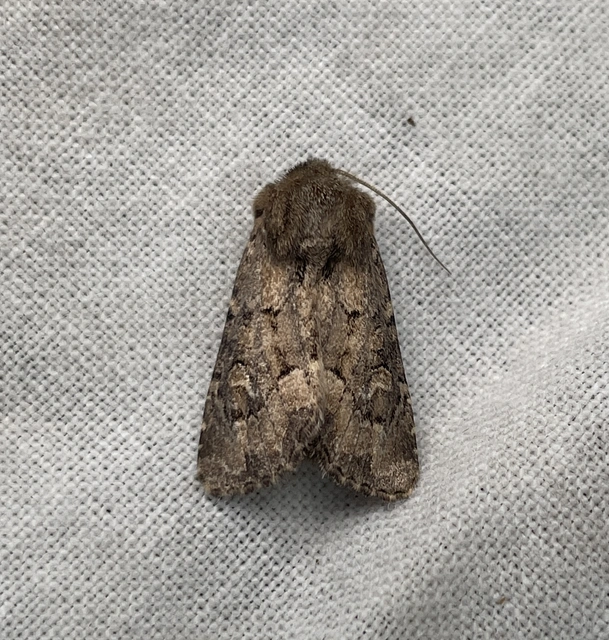 Luperina testacea - barnás szürkebagoly