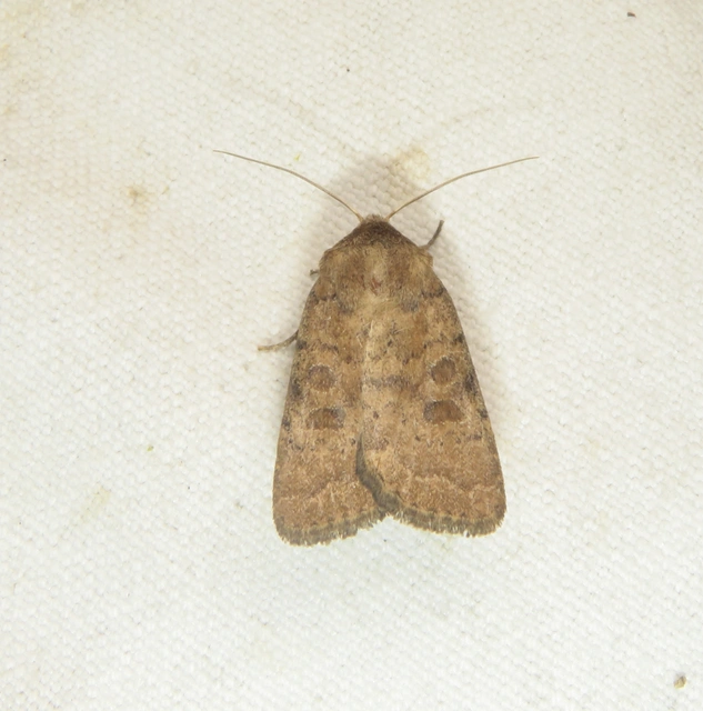Hoplodrina octogenaria - barna selymesbagoly