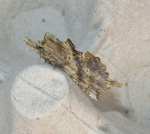 Pterostoma palpina - csőrös púposszövő