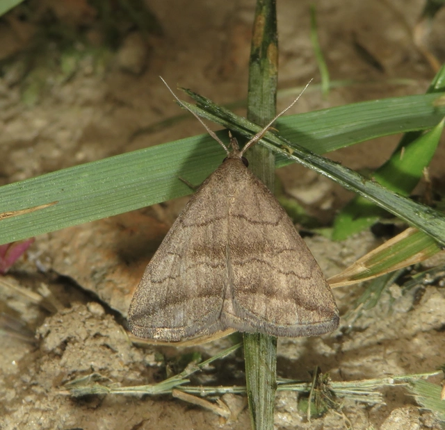 feketevonalas karcsúbagoly - Herminia tenuialis