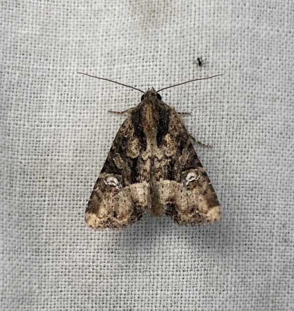 Mesapamea secalella/secalis