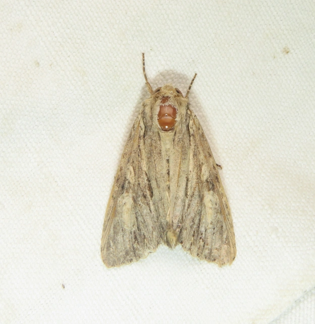 Tallós dudvabaglya - Apamea syriaca tallosi