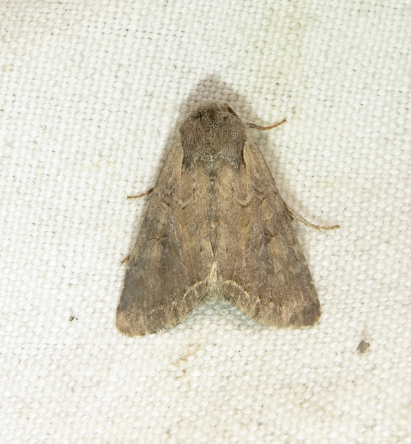 tarka kertibagoly - Lacanobia suasa